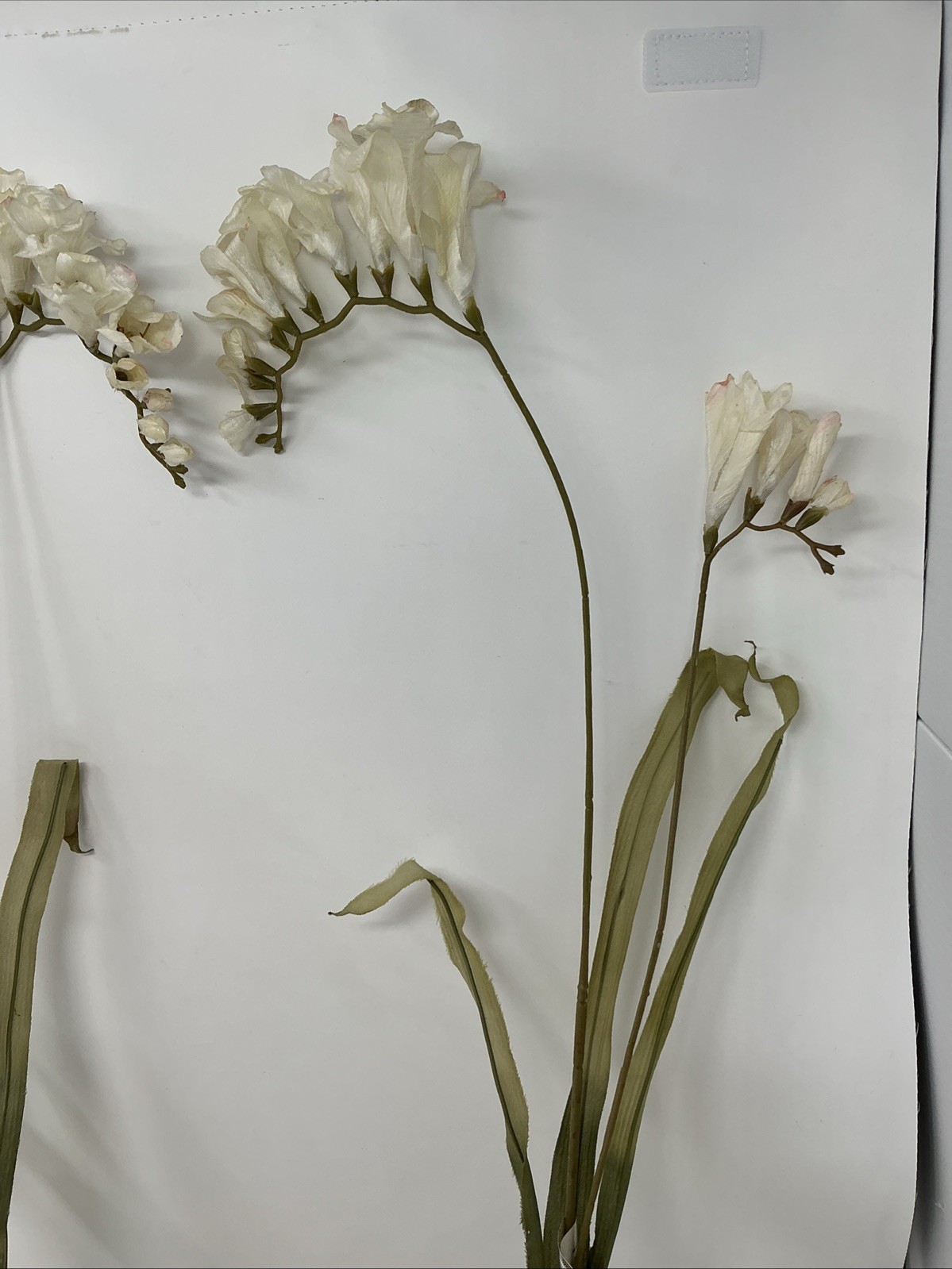 Freesia Spray Floral Pick 30” Long White w Pink Ends 3 Picks Vase Filler NOS