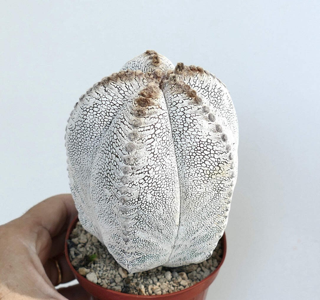 Astrophytum cv ONZUKA TIGER 66c – Bishop’s cap | Star cactus