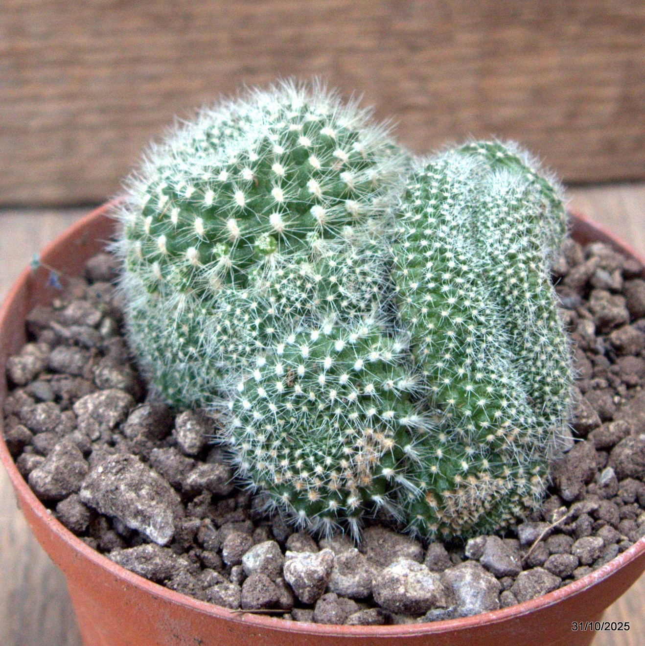 D7275 REBUTIA MUSCOLA CRESTED pot10-H6-W7 cm MaMa Cactus