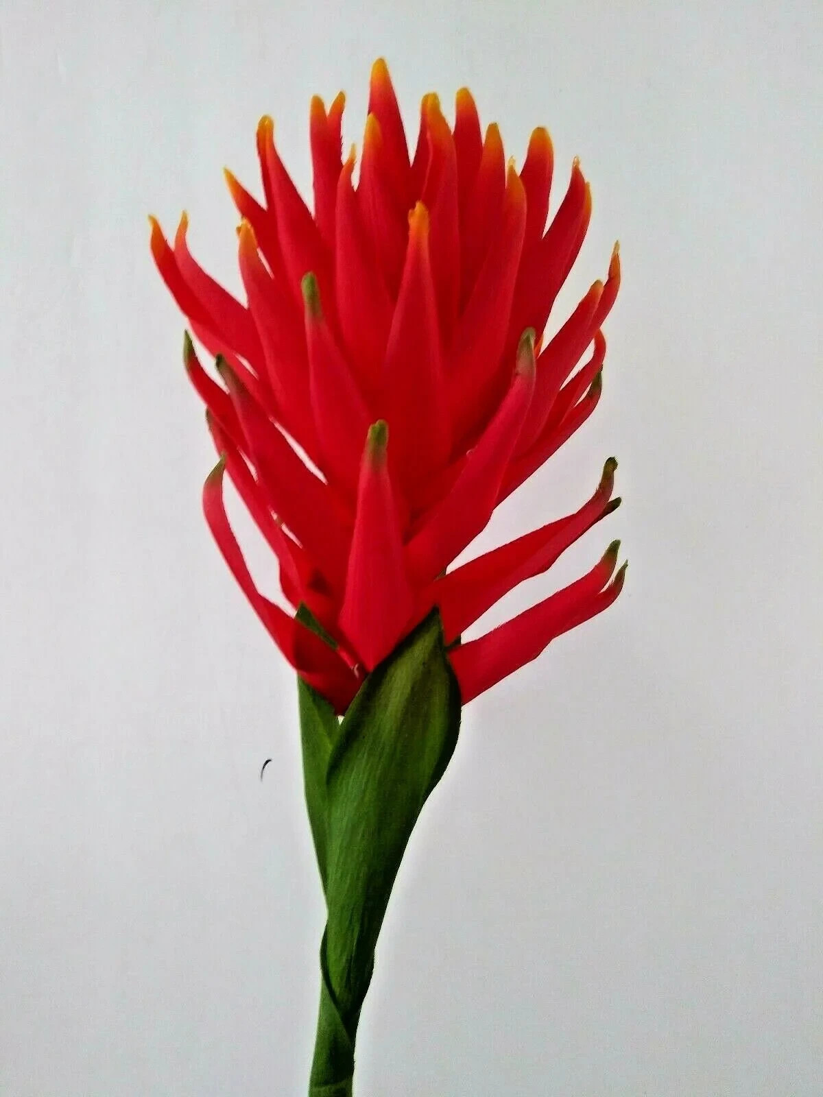 30″ Orange/Red tropical bromeliad blossom stem