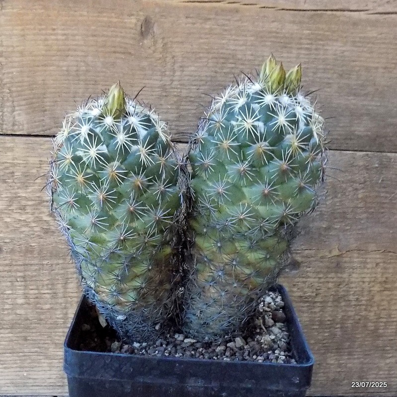D5446 CORYPHANTHA RETUSA pot14-H18-W16 cm MaMa Cactus
