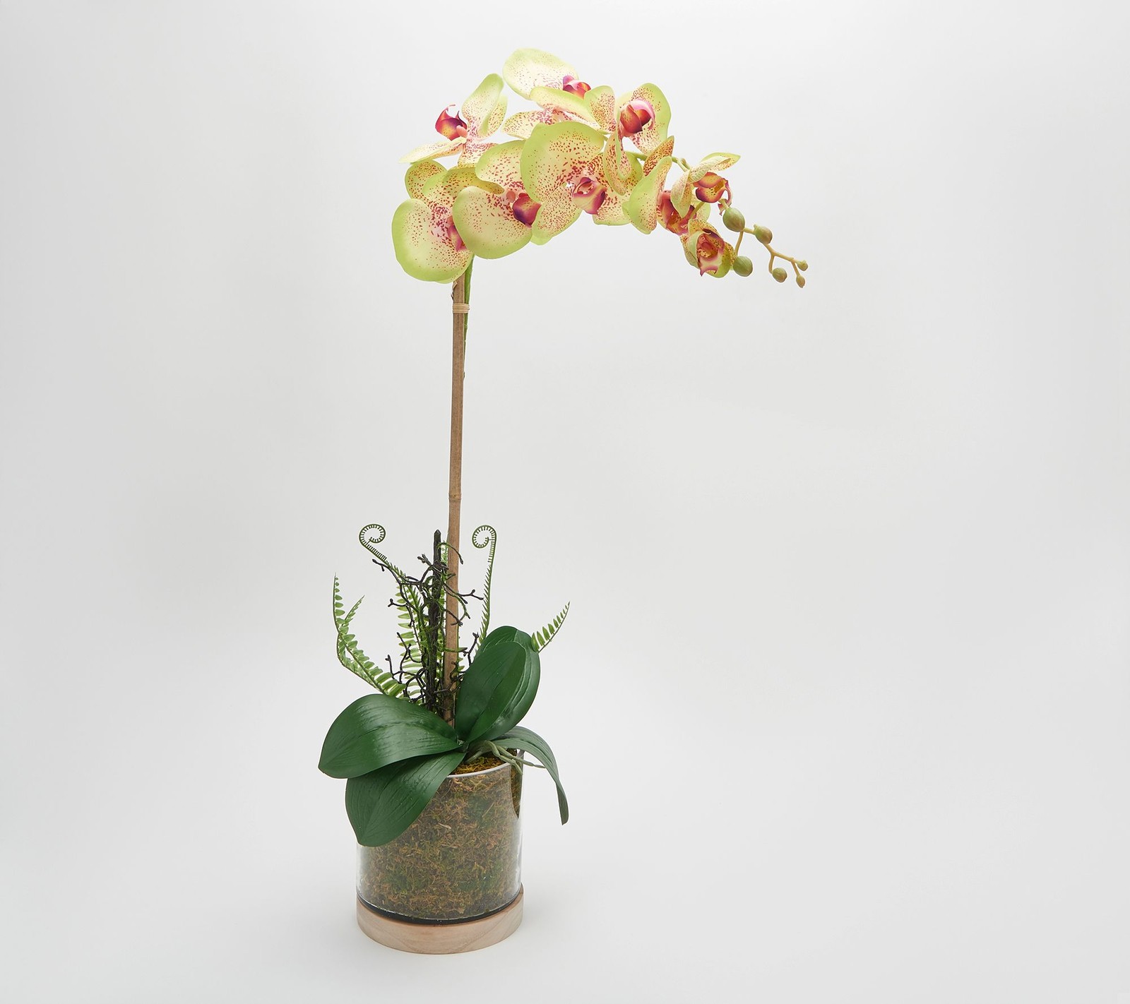 Real Touch Orchid Plant in a Wooden Moss Vase by Peony in Green