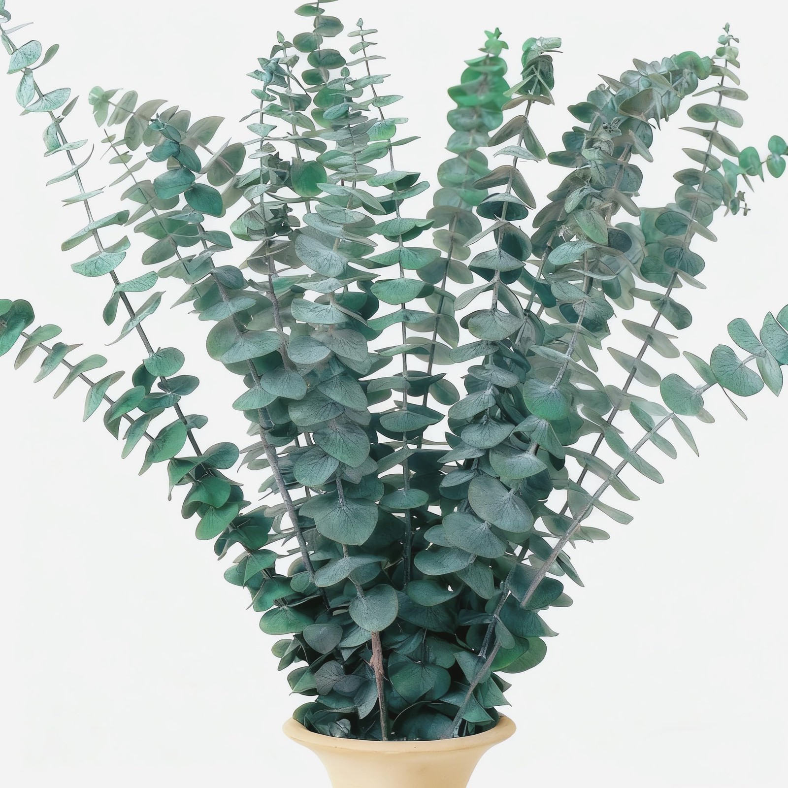 16 PCS Dried Eucalyptus Stems, 17″ Real Preserved Eucalyptus Bouquet for Wedd…