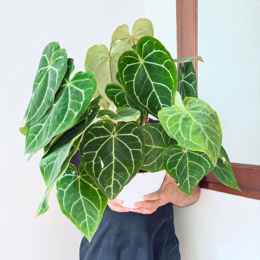 Anthurium Crystallinum Lush Leave Very Beauty Real Picture