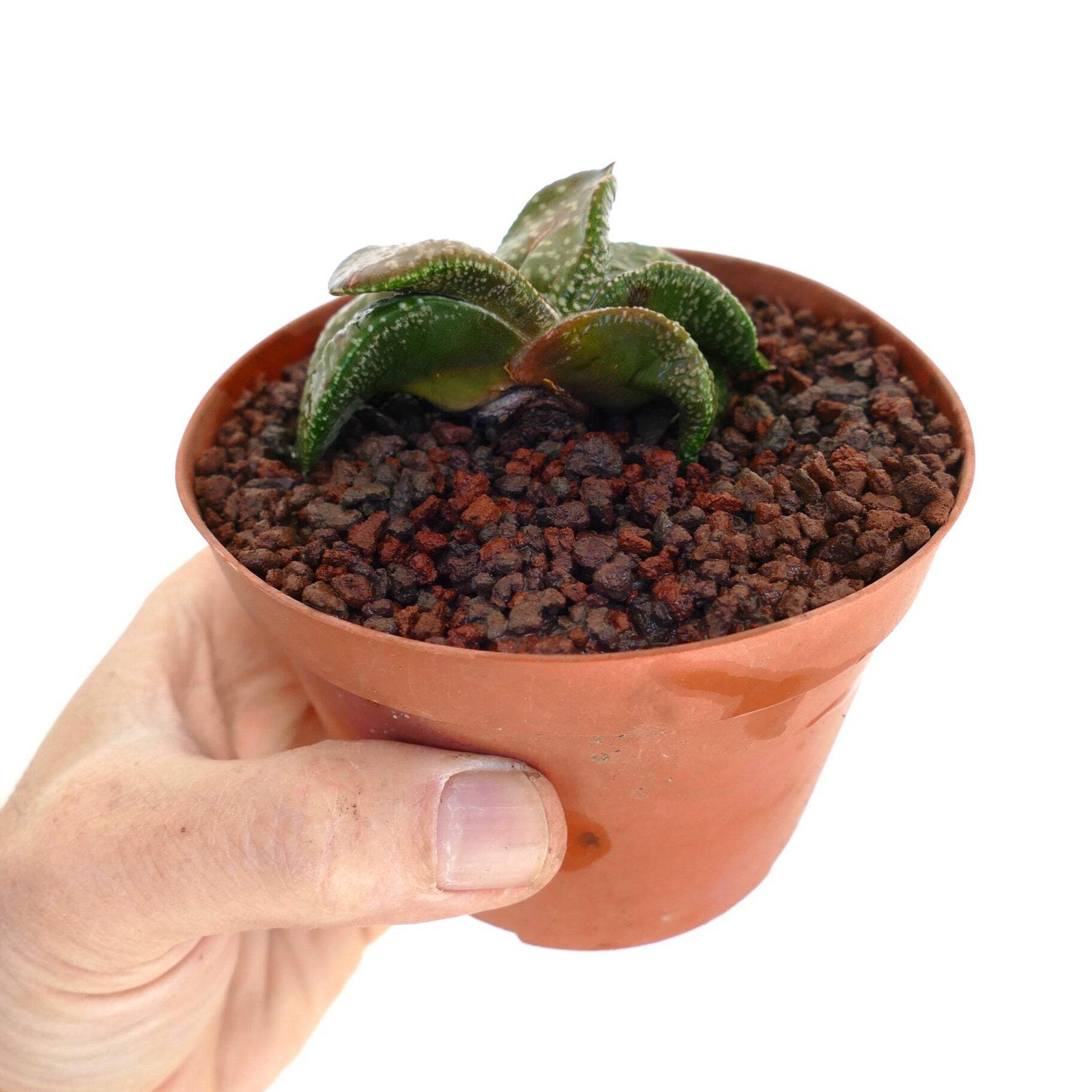Gasteria armstrongii cv ‘White Pearl’ (FAT LEAVES) – Gasteria | Armstrong’s gast