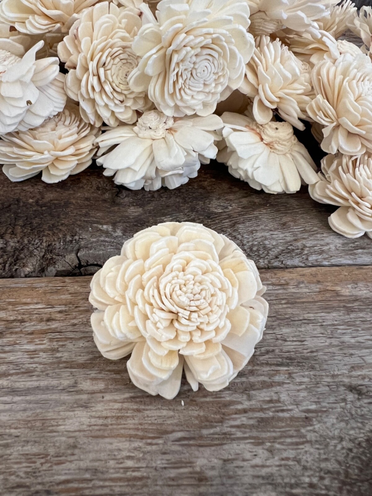 Ivory Belly Sola Wood Flowers – Set of 100 – Craft Flowers