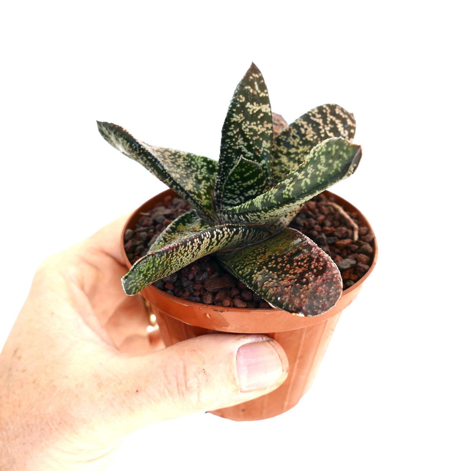 Gasteria batesiana SELECTED – Knoppies gasteria | Bates’ gasteria