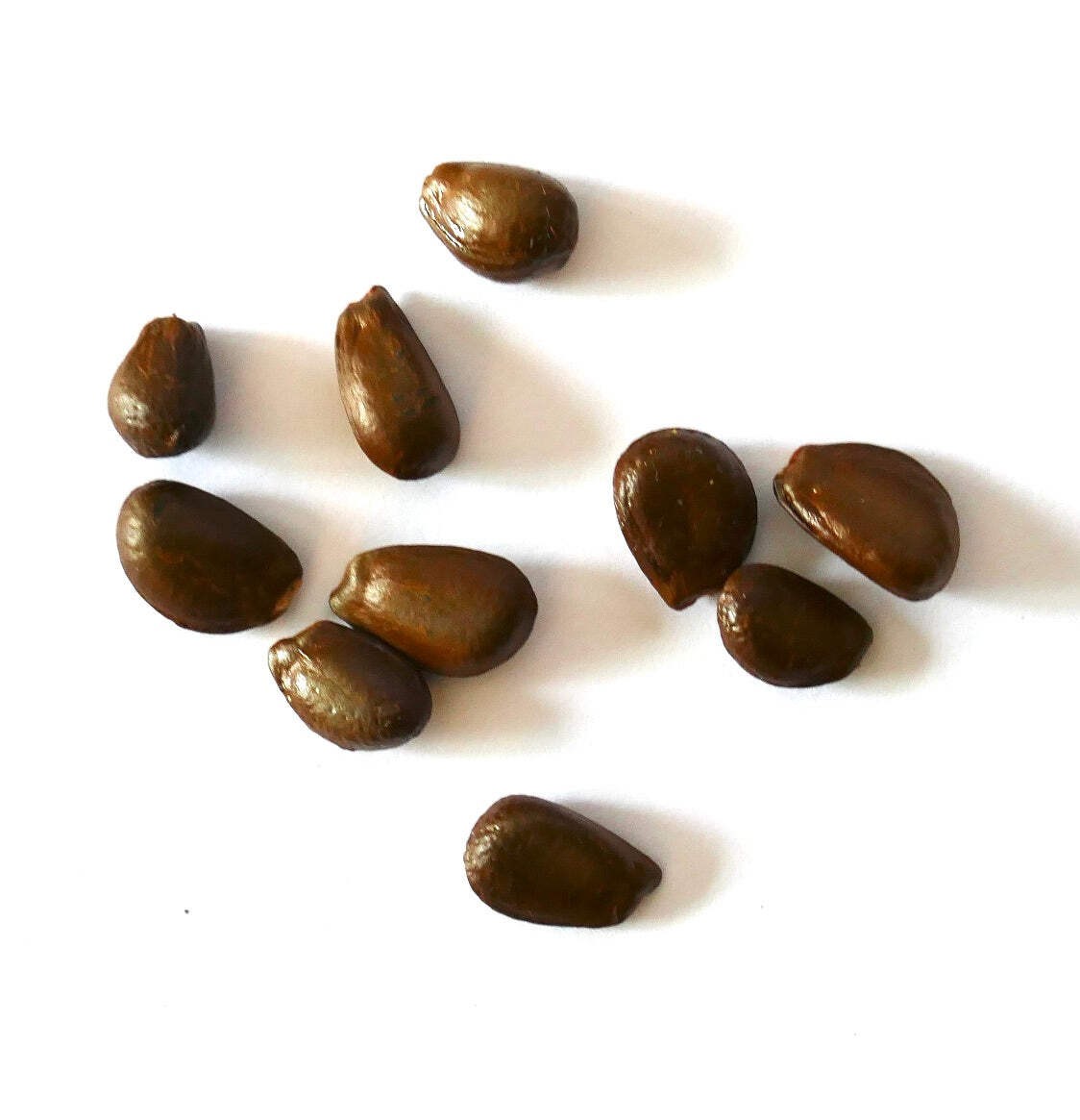 Annona cherimola SEEDS – Cherimoya | Custard apple