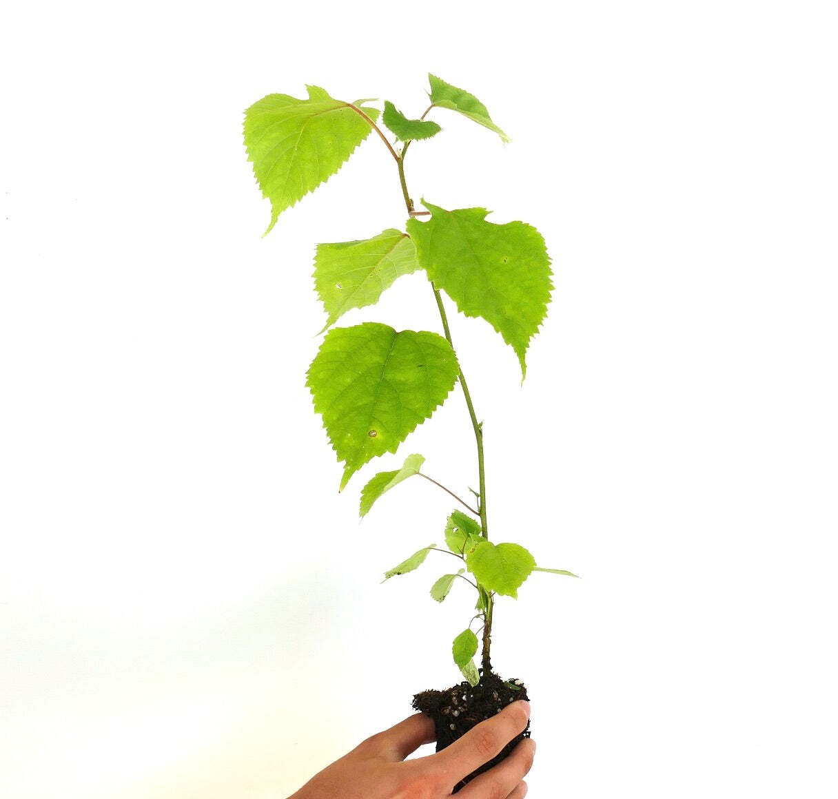 Broussonetia papyrifera – Paper mulberry | White mulberry