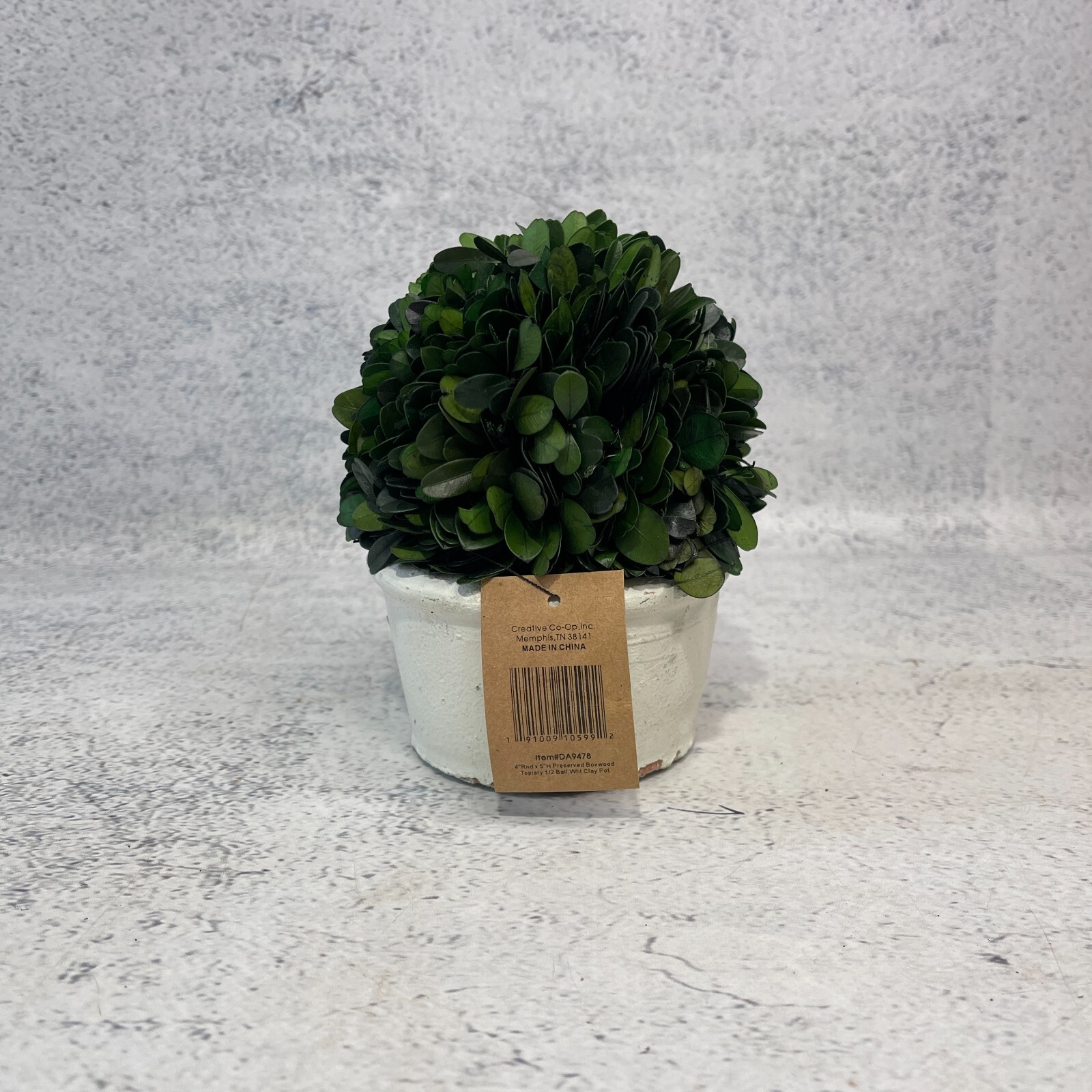 Boxwood Topiary Preserved Real Plant 10.2cm x 12.7cm Indoor Home Decor Pot