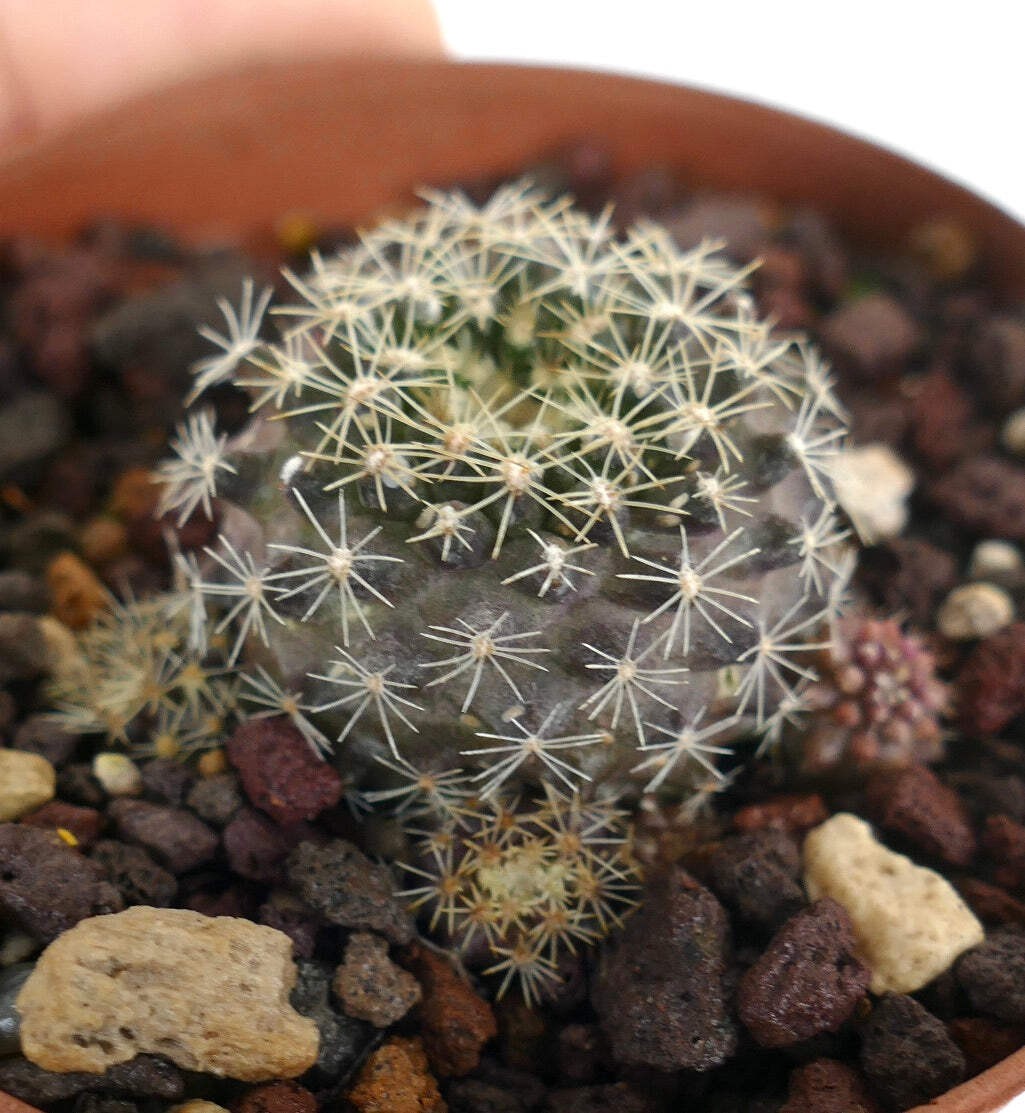Neoporteria engleri (young seedling) – Engler’s cactus | Neoporteria