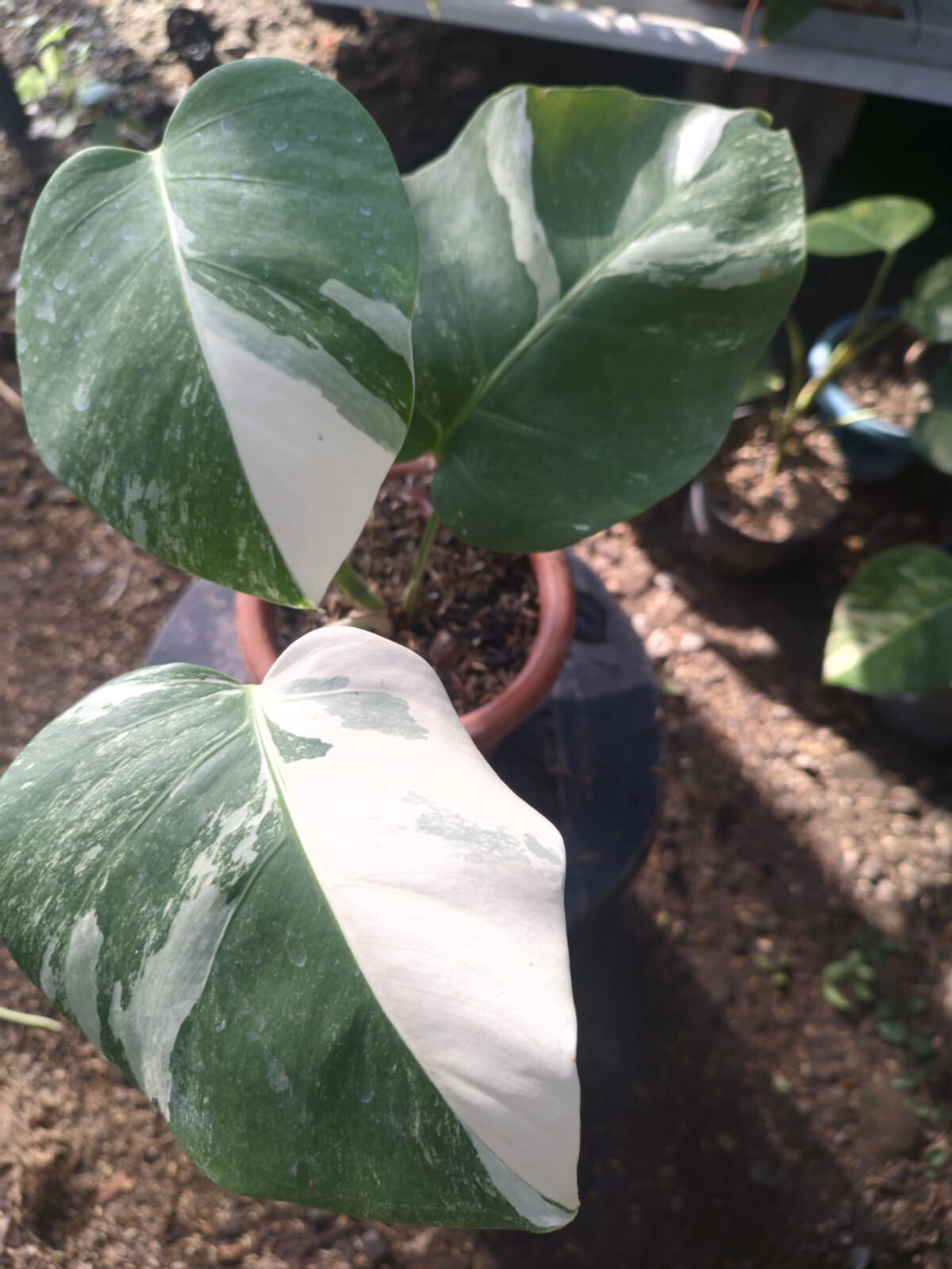 Real Pick Monstera White Tiger Variegated