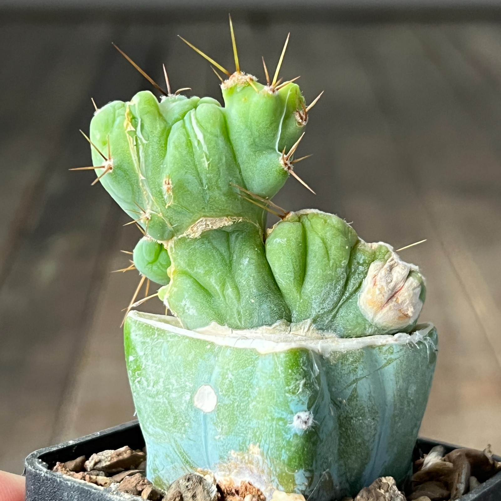 A30-503 Most famous cactus f. monstrosa, grafted