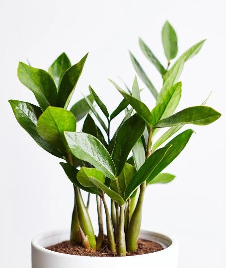 ZZ Plant with 6″ inch Potted Live Houseplant | Zamioculcas Zamiifolia