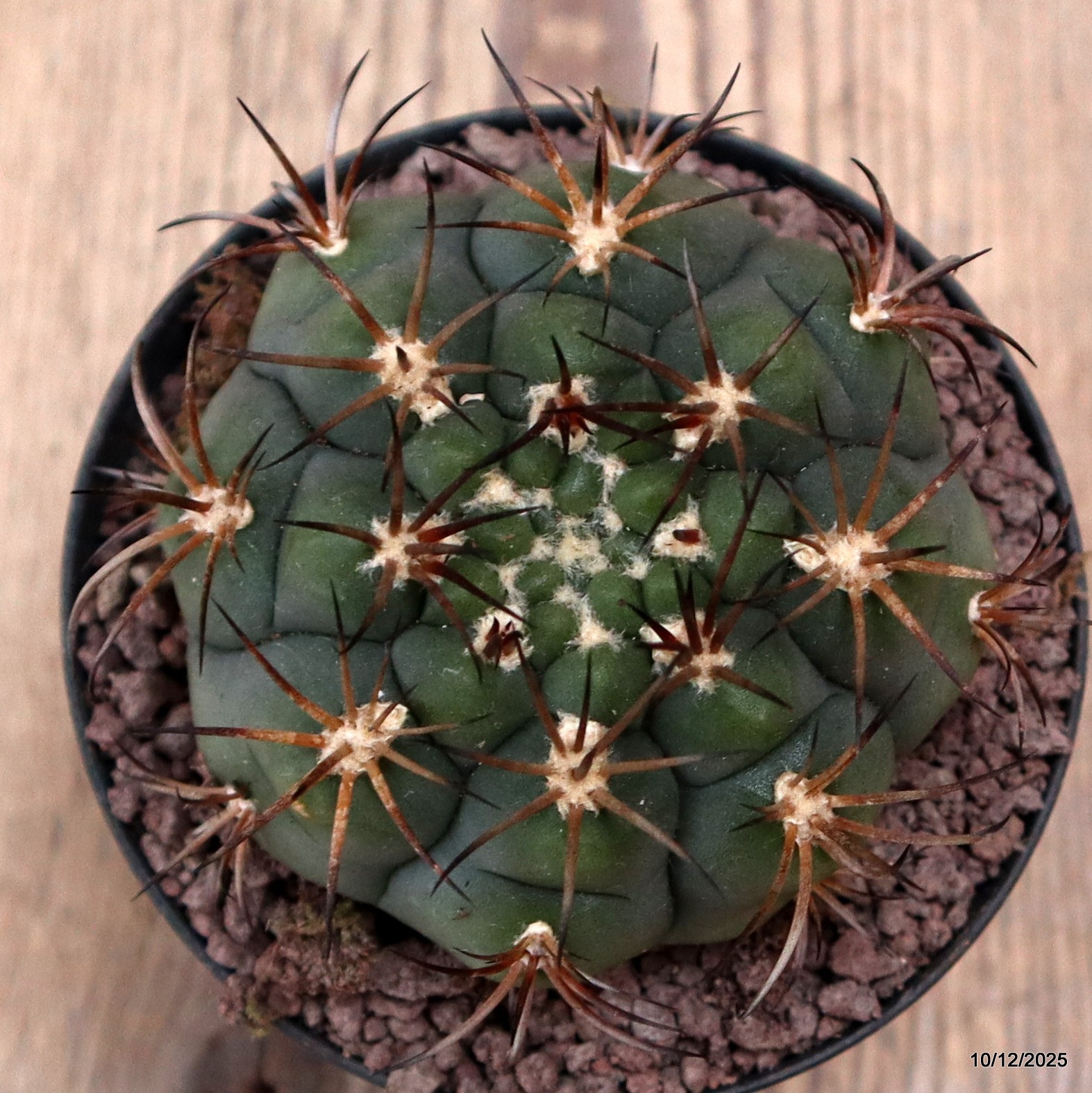 D7741 GYMNOCALYCIUM PFLANSII pot10-H6-W8 cm MaMa cactus