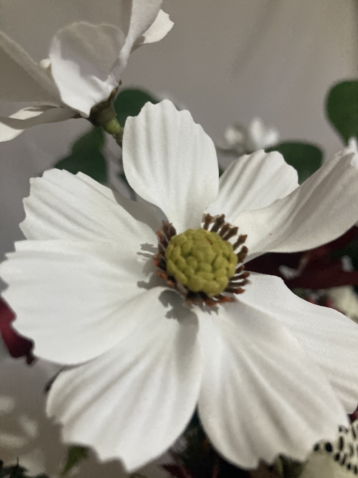 The Stately White And Red Rooster With White Cosmos And Yellow Sunflower