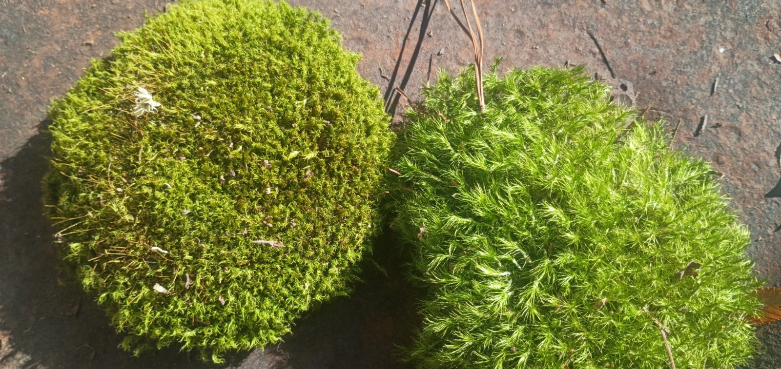live Freshly harvested assorted mosses pincushion, mood, sheet
