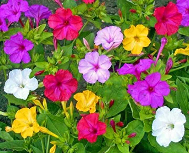 Hendirikka Flower-10 seeds – Home Garden Plants- Perennial Flower-Free Shipping