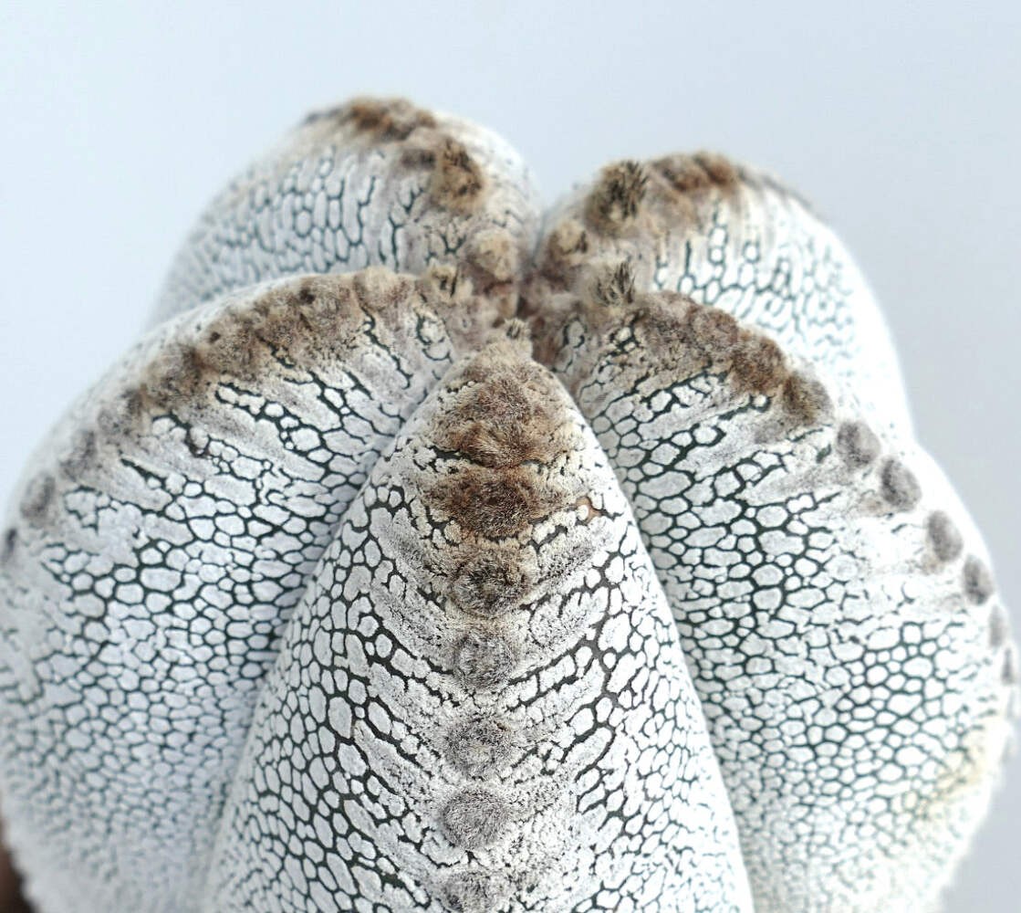 Astrophytum cv ONZUKA TIGER 66c – Bishop’s cap | Star cactus