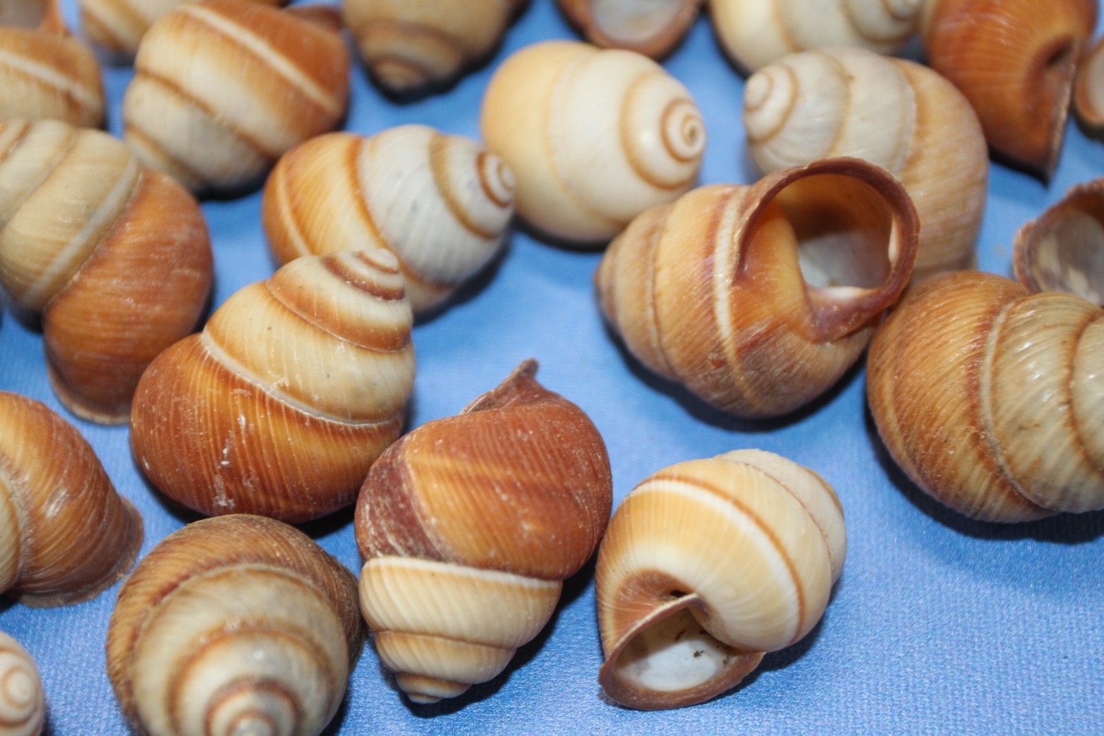 25-BROWN LAND SNAILS,Resin Crafts,Wreath Supply,mosaic supply,gifts SS-588