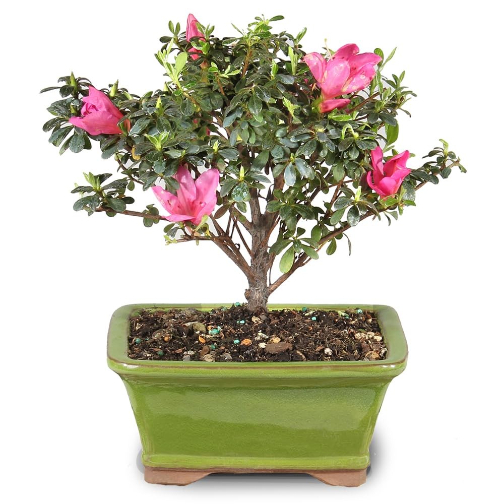 Brussel’s Bonsai – Live Satsuki Azalea Flowering Tree in Small, Green
