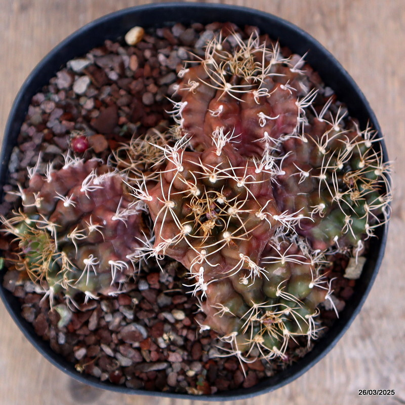 A8094 GYMNOCALYCIUM MIHANOVICHII pot14-H9-W13 cm MaMa cactus