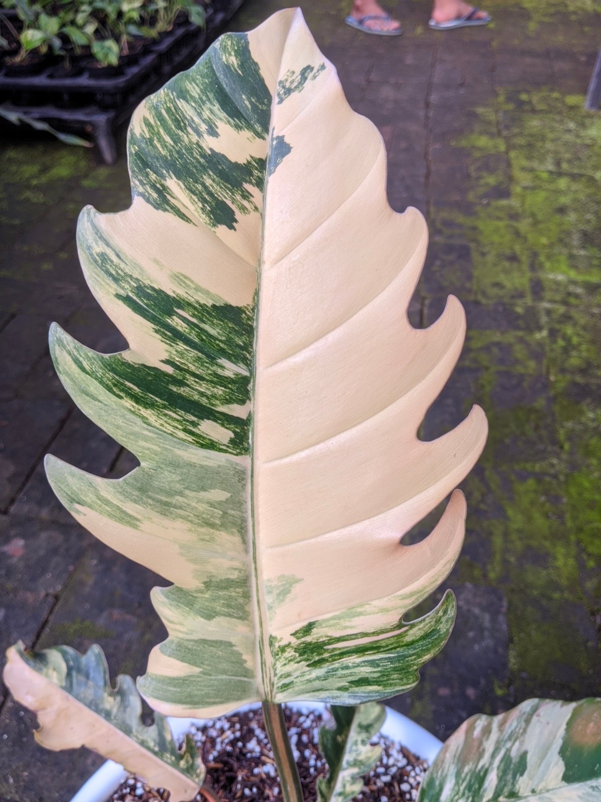Philodendron Caramel Marble Variegated Real Picture Free Phitosanytari