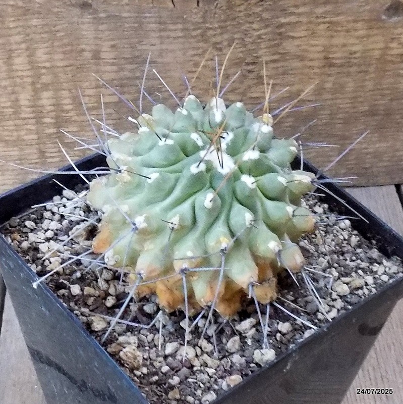 D5468 THELOCACTUS RINCONENSIS pot12-H8-W9 cm MaMa Cactus