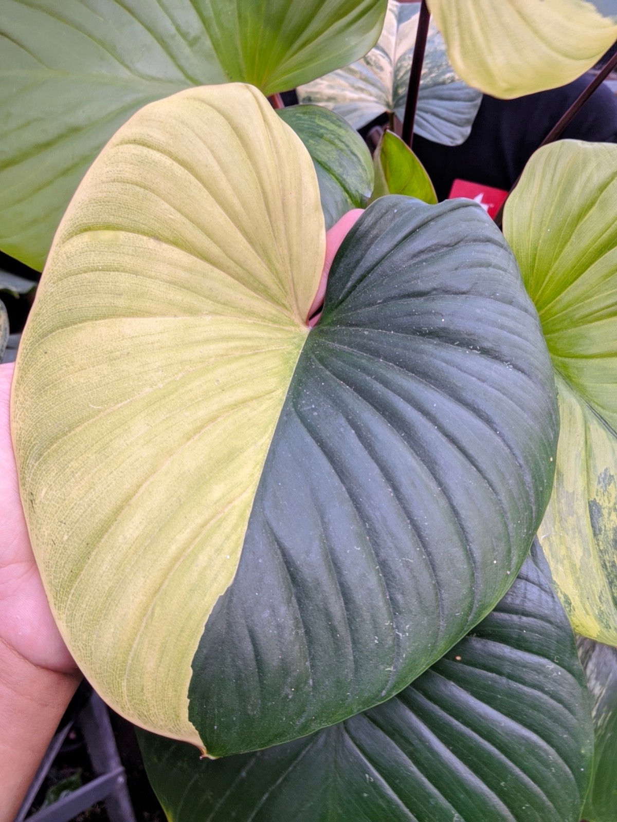 Homalomena Rubescens Variegated Large Size Real Picture
