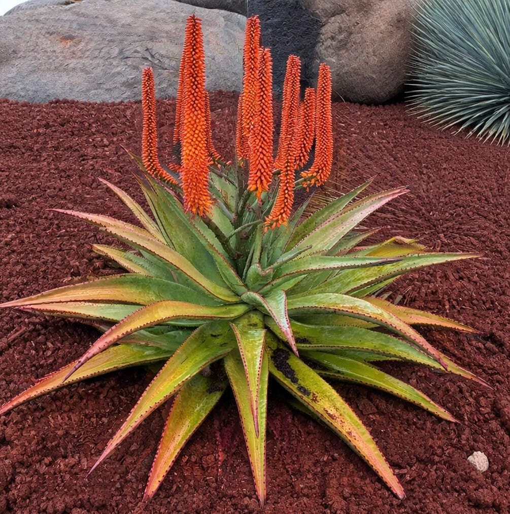 Aloe rupestris SEEDS – Bottlebrush aloe | Mountain aloe