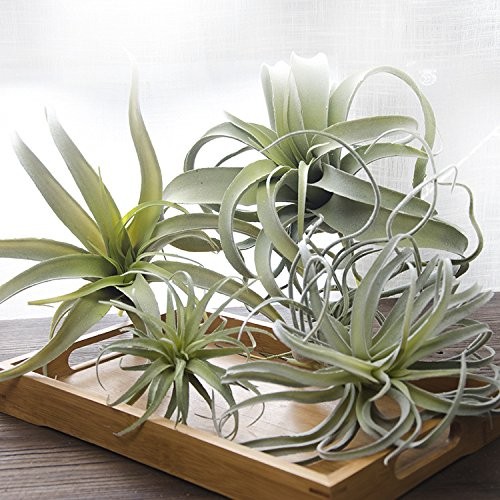 2 PCS 4# Artificial Flocking Tillandsia Air Plants Faux Succulents Decor