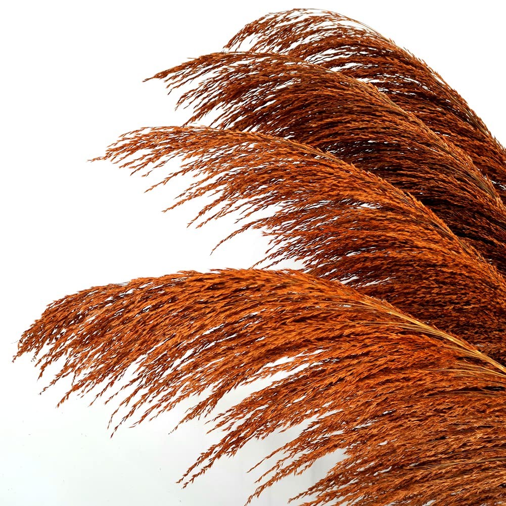 Pampas Grass Decor Tall,Long Pampas, Large Pompas Floral, Elegant Feather Flower
