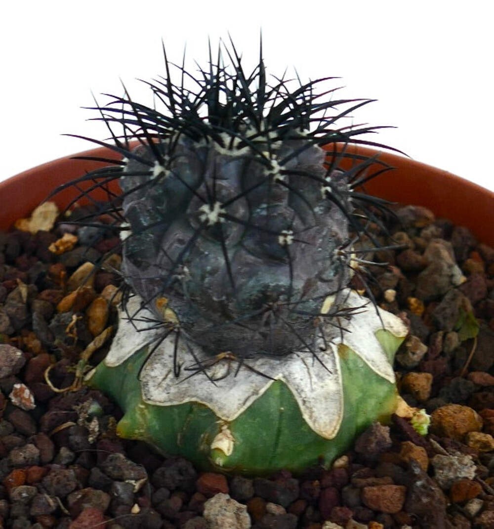 Copiapoa griseoviolacea GRAFTED – Grey Copiapoa | Purple Copiapoa