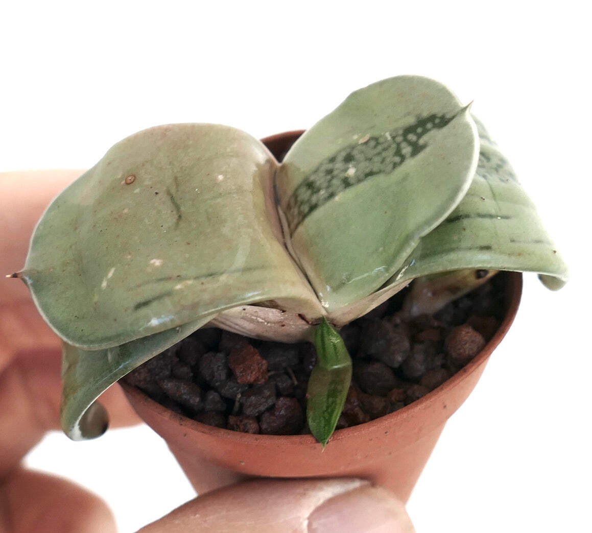 Gasteria armstrongii cv ‘Ginsya-Kodakara’ – Ox tongue | Cow’s tongue