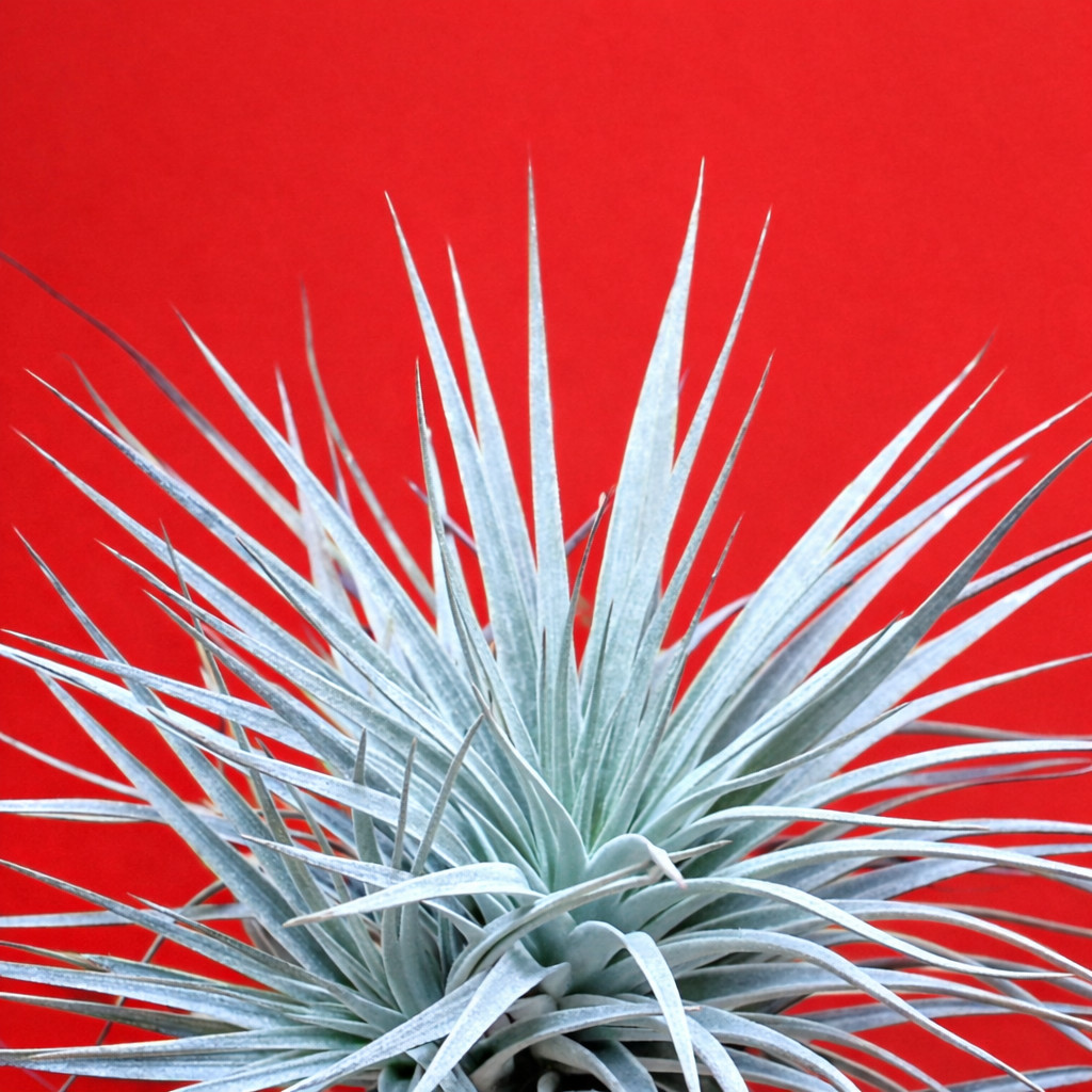 Tillandsia silver – Air plant | Silver tillandsia