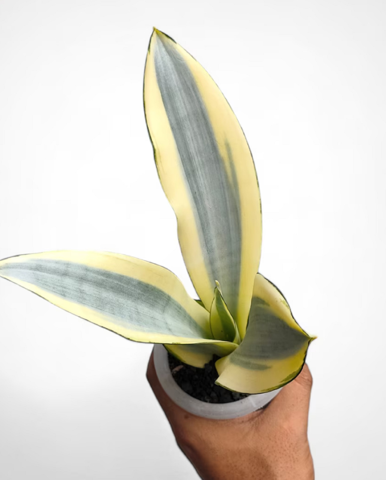 Sansevieria Moonshine Splash Rare Uniqe Snake Plant