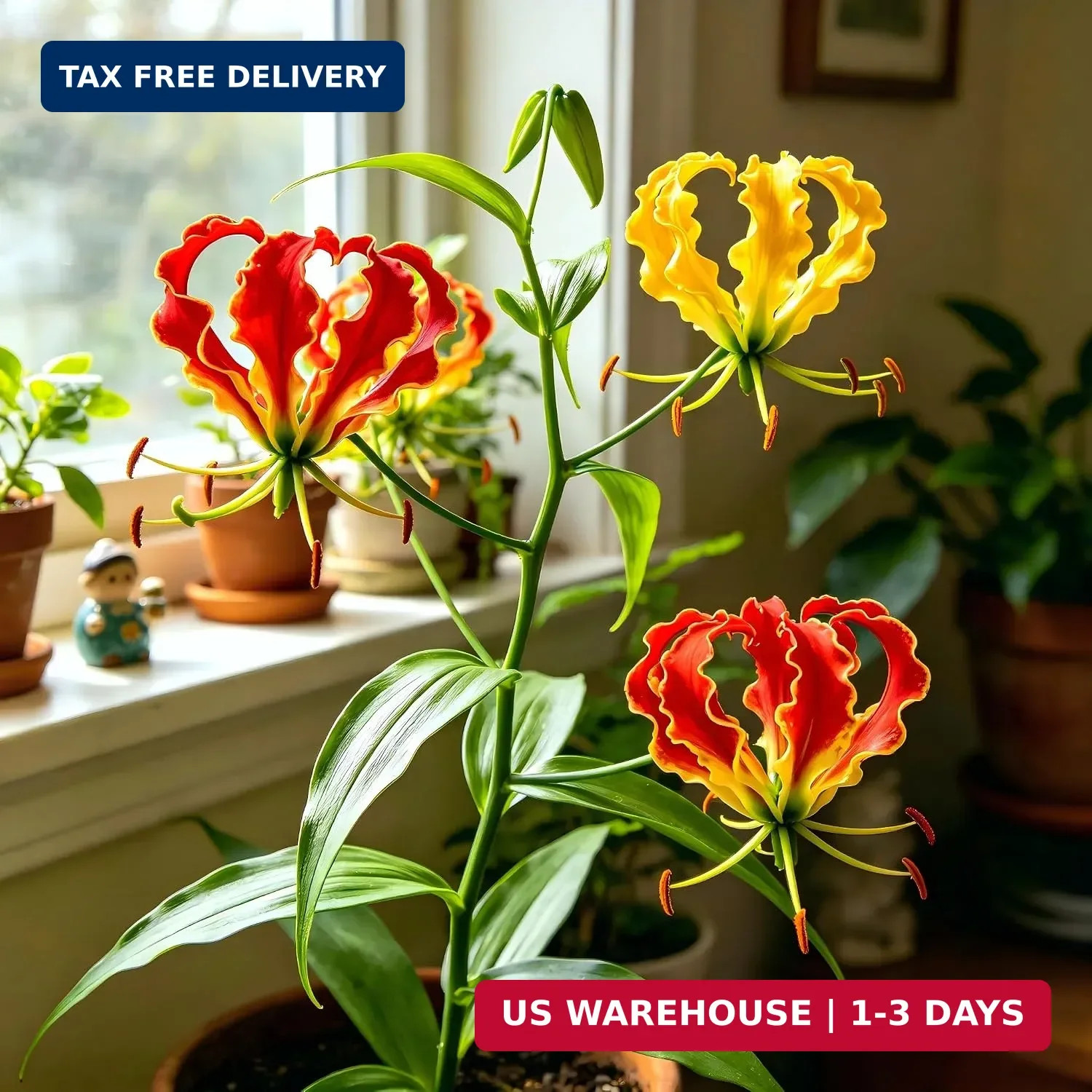 30+ Flame Lily Seeds for Planting, Gloriosa superba Glory Lily Climbing Vine wit
