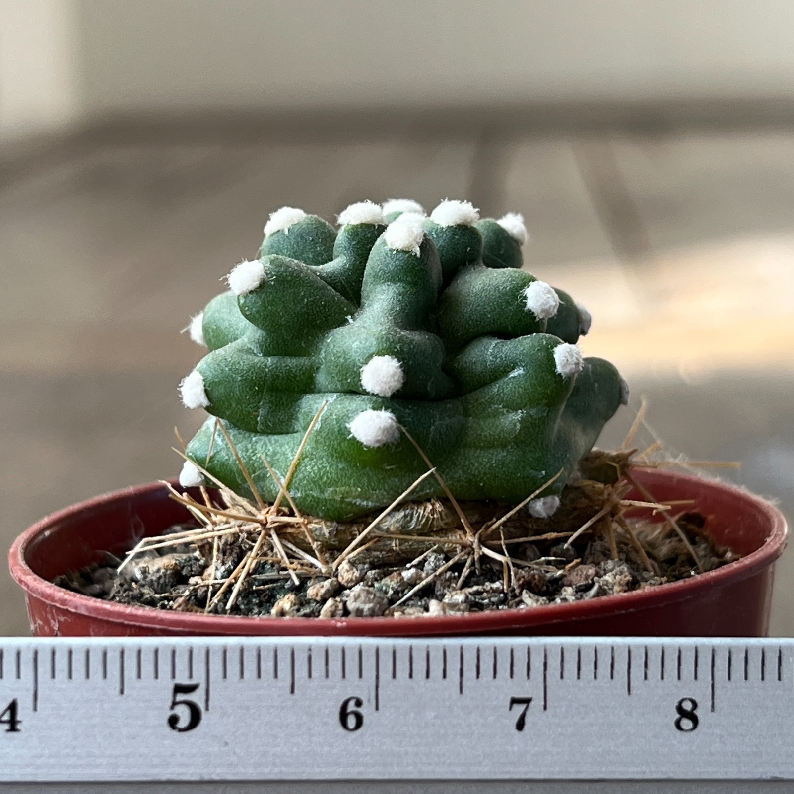 A17-269 Echinocereus reichenbachii v. perbella JRT207, Ellis Co. Ok, grafted
