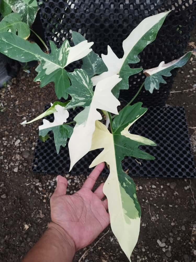 Real Picture Philodendron Golden Dragon Variegated Big Size