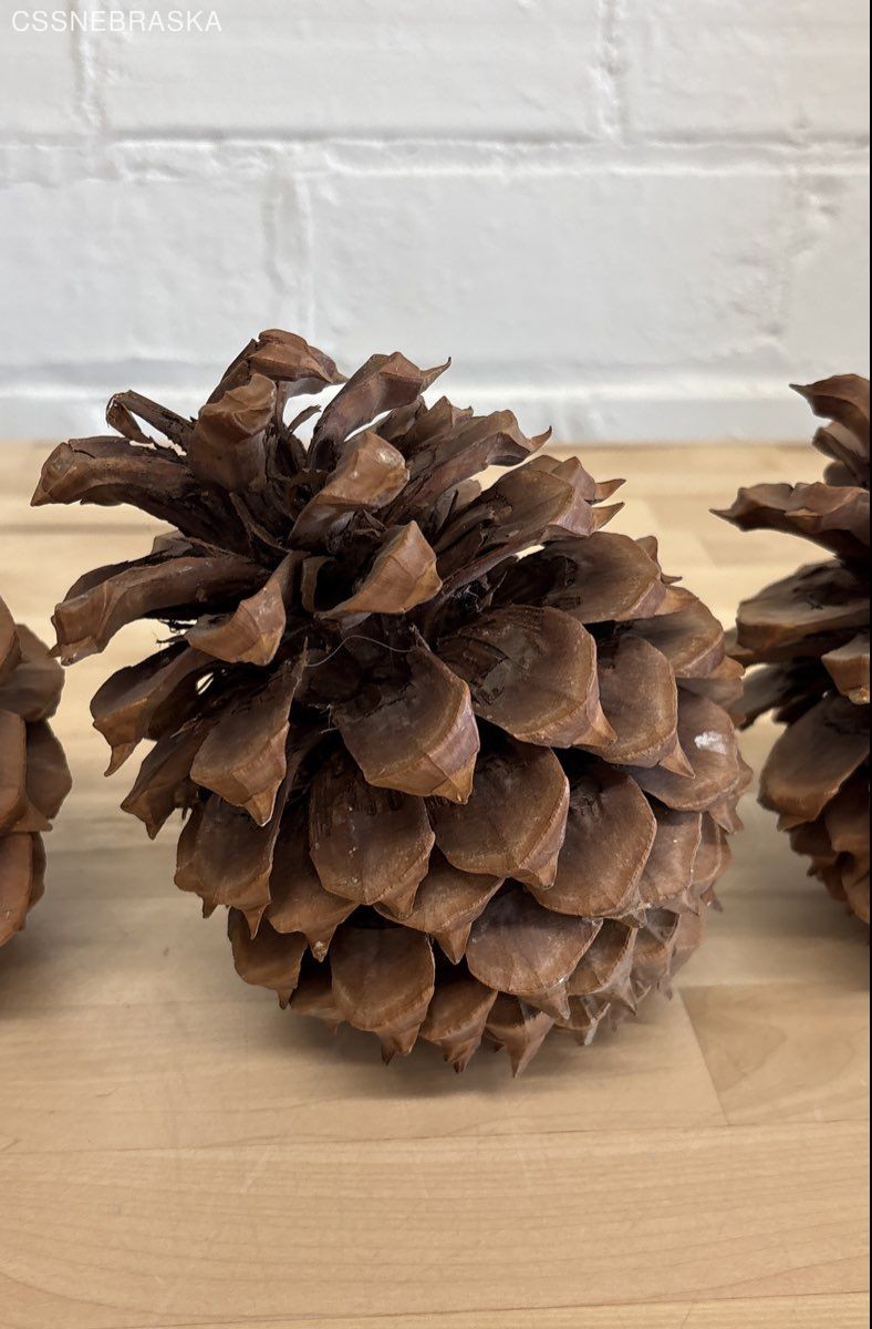 Pine Cones Large Set of Seven 4” to 6”Tall 3 to 4 Inch Diameter Craft Unscented