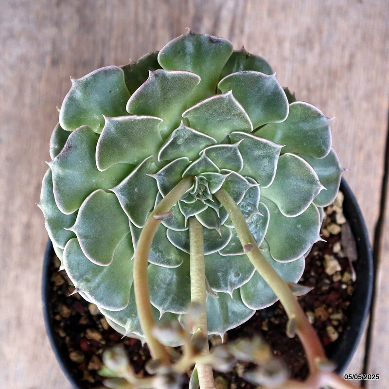 A6840 GLOTTIPHYLLUM BELLUM pot14-H11-W13 cm MaMa Cactus