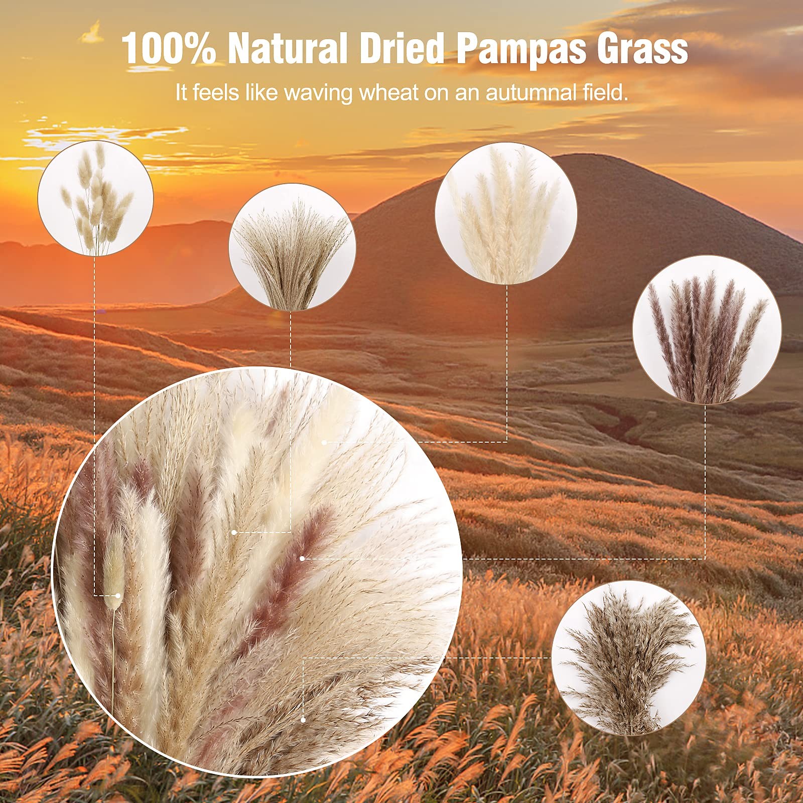 N&T NETING Dried Pampas Grass Decor- White Grass, Brown 75PCS,