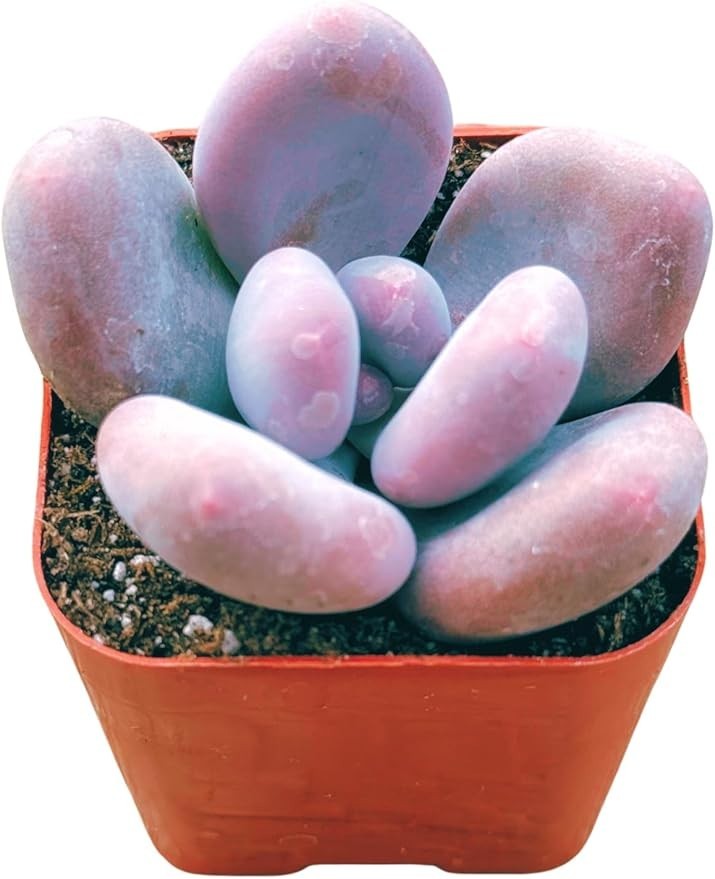 Live Aeonium Succulent Plants 2-4 Inch Fully Rooted in Pots with Soil Home Decor