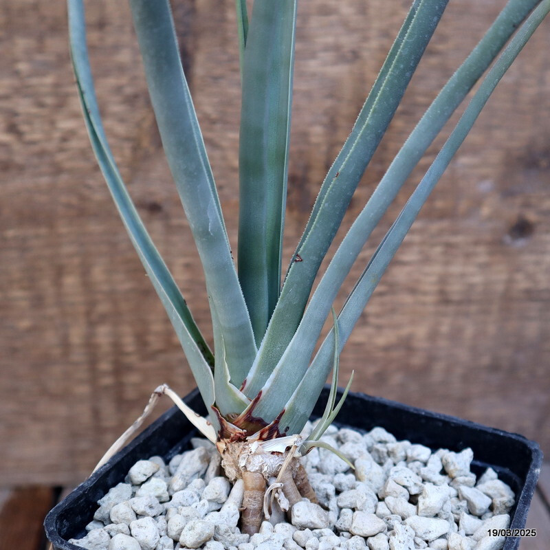 D2259 DRACAENA SERRULATA pot10-H36-W17 cm MaMa Cactus