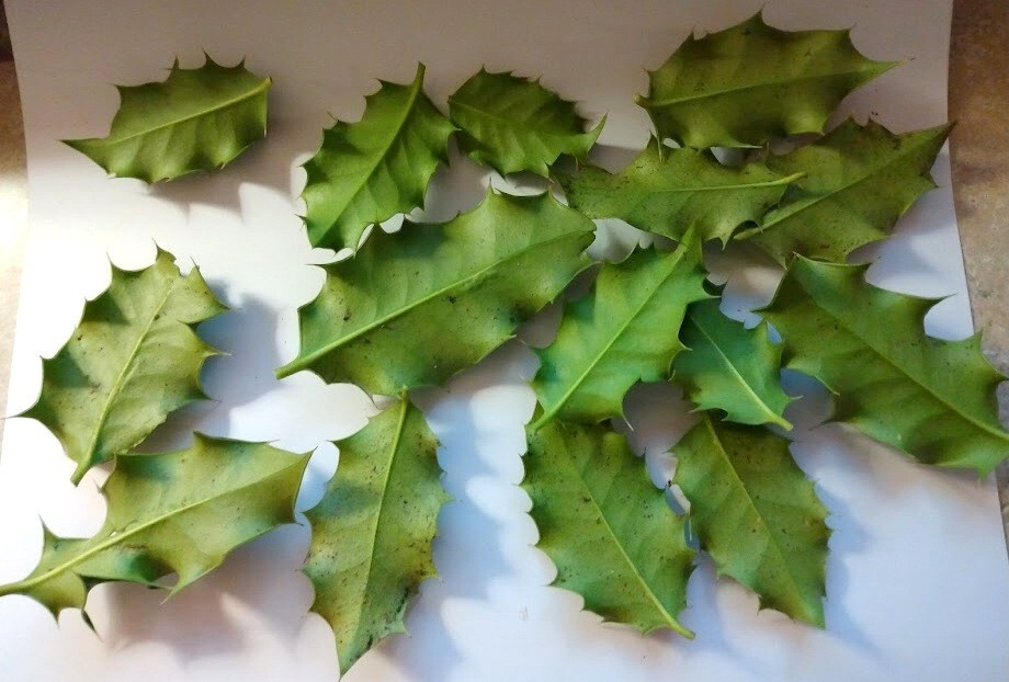 Fresh Organic Holly Leaves (15) – Crafting Potpourri Incense Wedding Holiday
