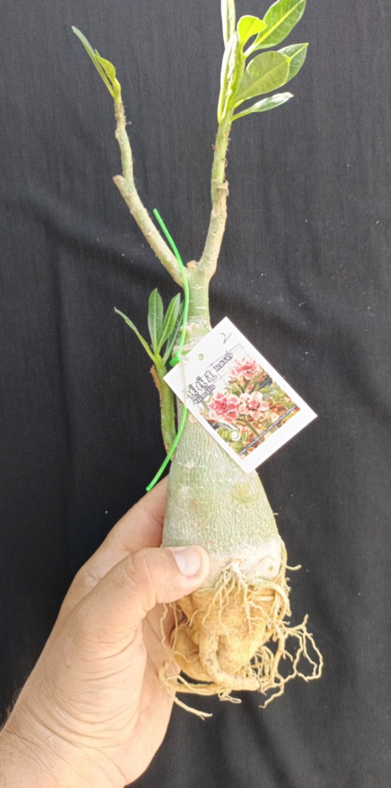 adenium plant