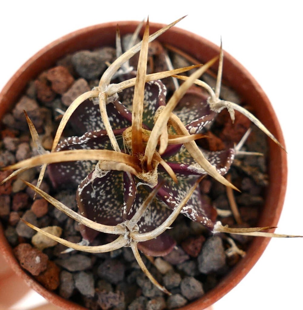 Astrophytum capricorne cv GOLDEN BUFFALO – Goat’s horn cactus | Star cactus