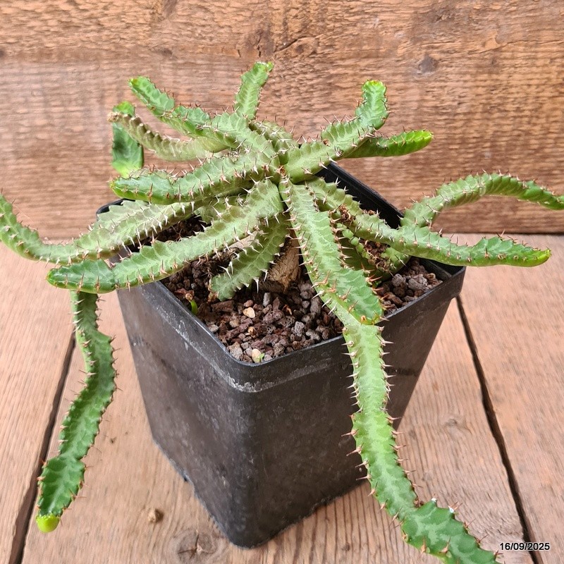 D6474 EUPHORBIA STELLATA BIG CAUDEX pot12-H9-W31 cm MaMa Cactus