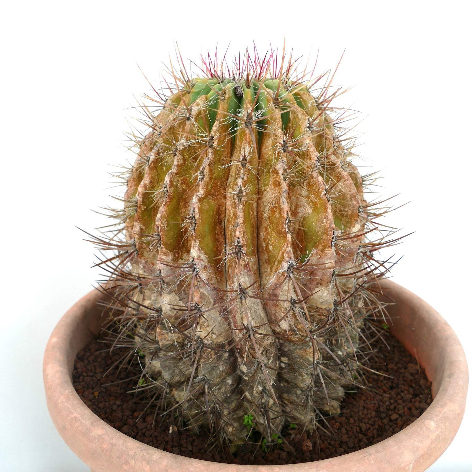 Ferocactus pilosus OLD SPECIMEN 17x24cm – Mexican fire barrel | Red barrel cactu