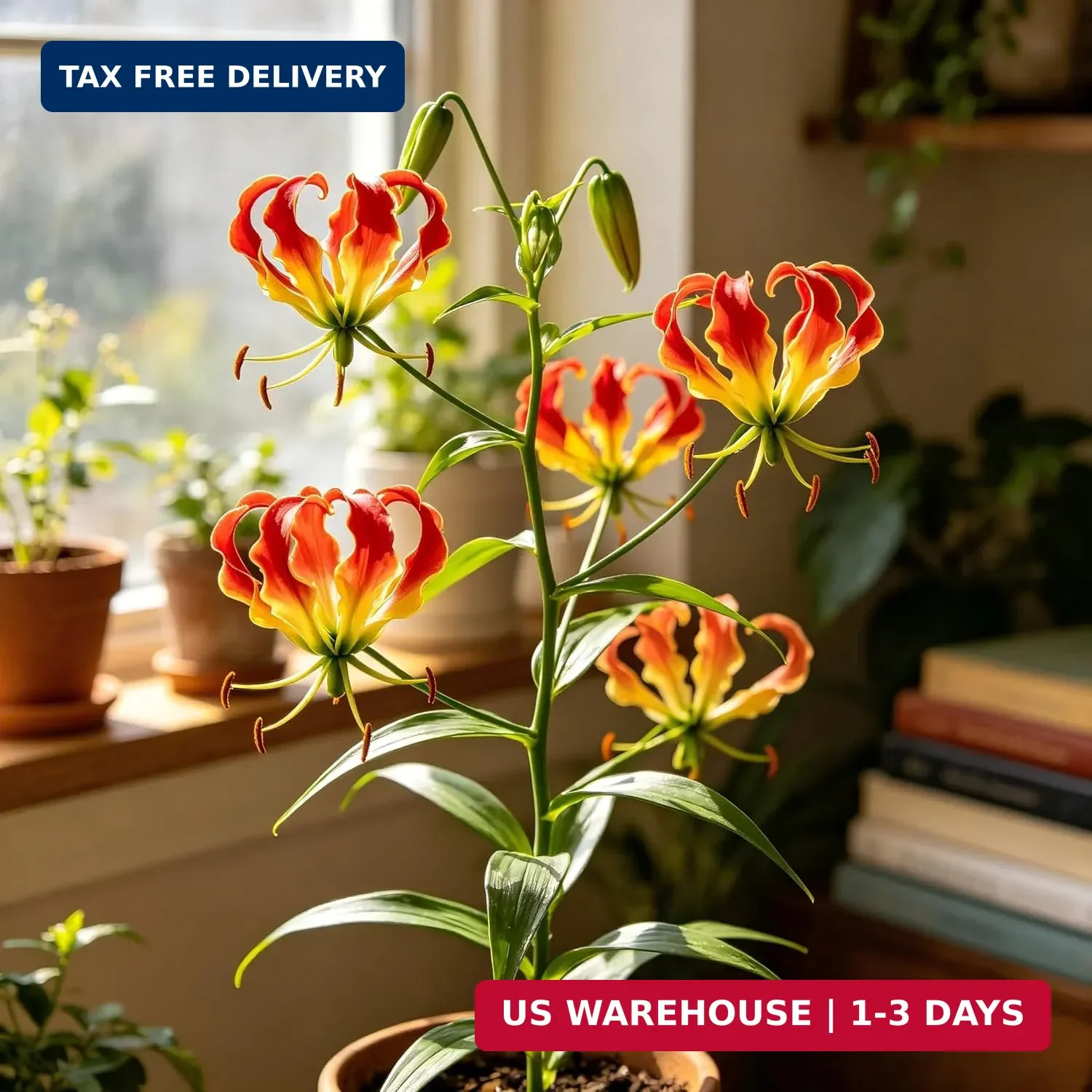 CarpetC 30+ Flame Lily Seeds for Planting, Gloriosa superba Glory Lily Climbing